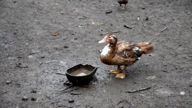 Ördek çiftliği. Ördek ve çiftlikte yürüyüş ördek yavrusu.