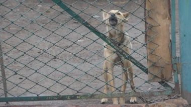Köpek kulübesi. Köpek ördek çiftliği koruma.