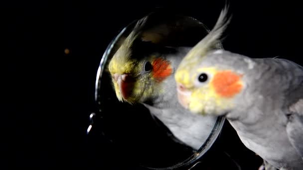 The parrot looks at himself in the mirror — Stock Video