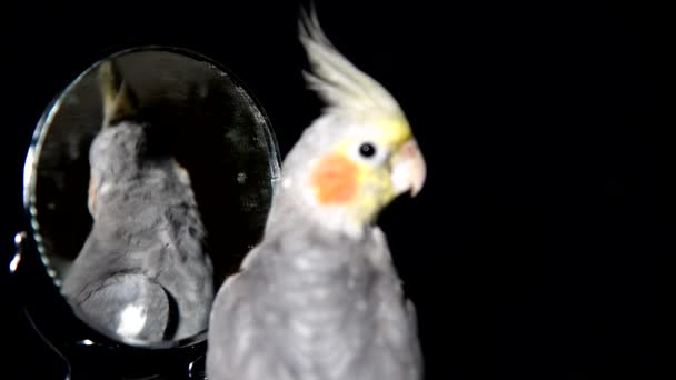 De papegaai bekijkt zichzelf in de spiegel — Stockvideo