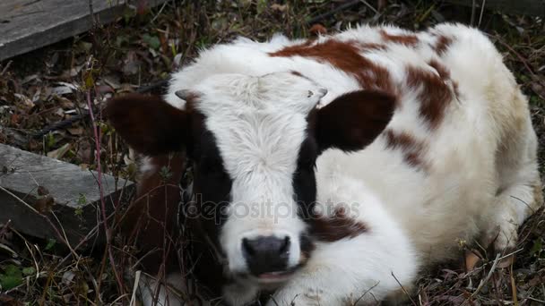 Ferme de vaches. La vache mange de l'herbe 