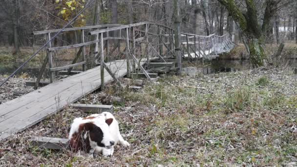 Granja de vacas. La vaca come hierba — Vídeos de Stock