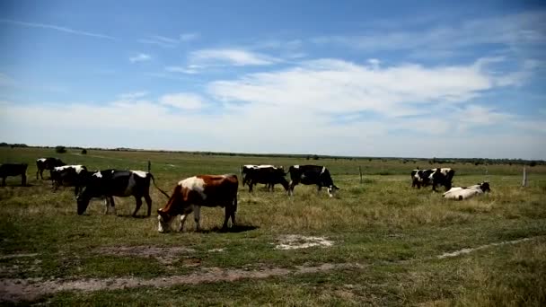 Fattoria di mucche. Mucca mangia erba — Video Stock