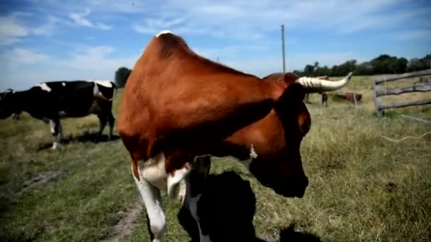 Ferme de vaches. La vache mange de l'herbe 