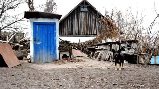 Doghouse. Perro custodiando la granja de patos . — Vídeos de Stock