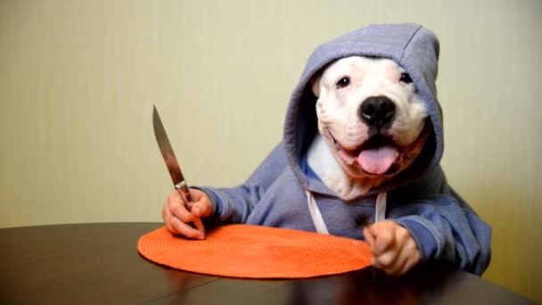 Staffordshire terrier mangiare con un coltello e una forchetta — Video Stock