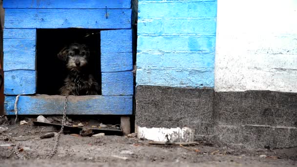 Doghouse. Cão a guardar a quinta de patos . — Vídeo de Stock