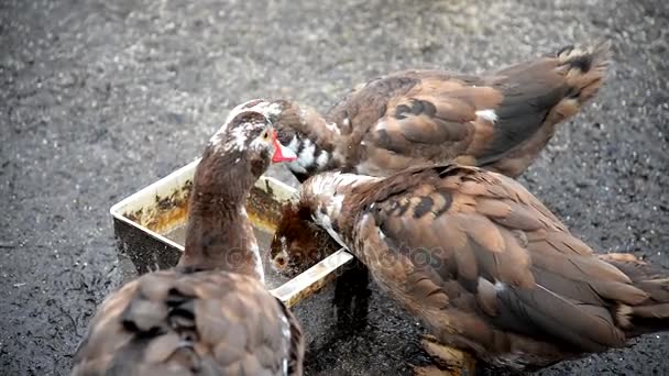 오리 농장입니다. 오리와 ducklings 농장에서 산책. — 비디오