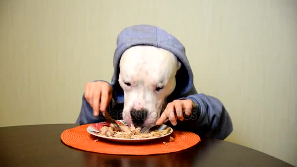 Staffordshire terrier eating with a knife and fork — Stock Video