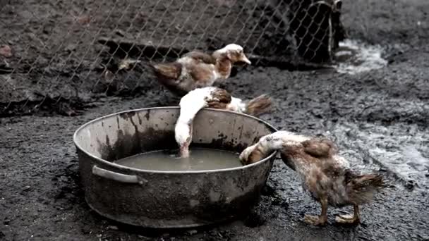 Ferme de canards. Canards et canetons marchant à la ferme . — Video