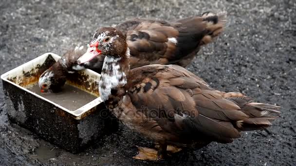 Fazenda dos patos. Patos e patinhos caminhando na fazenda . — Vídeo de Stock