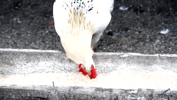 Κότα τρώει σιτάρι. Αγρόκτημα. — Αρχείο Βίντεο