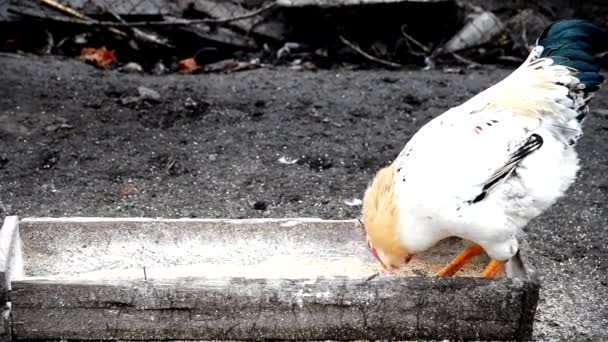 Poule mangeant du grain. Exploitation agricole . — Video
