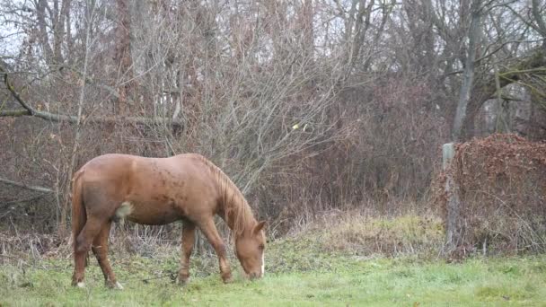En häst går i fältet — Stockvideo