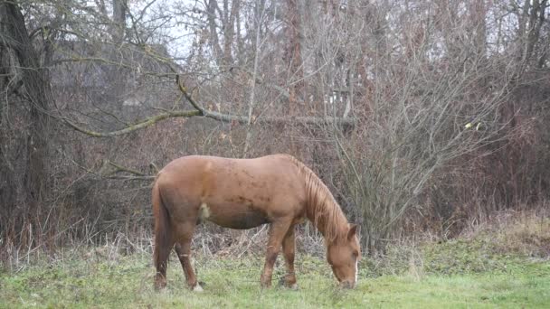 Um cavalo caminha no campo — Vídeo de Stock