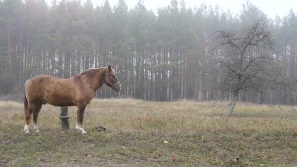 Un caballo camina en el campo — Vídeo de stock