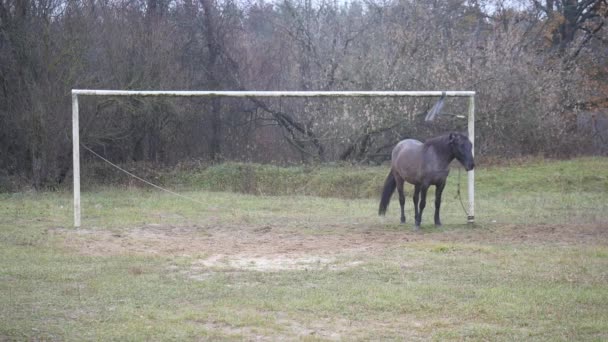 Un cheval marche dans les champs — Video