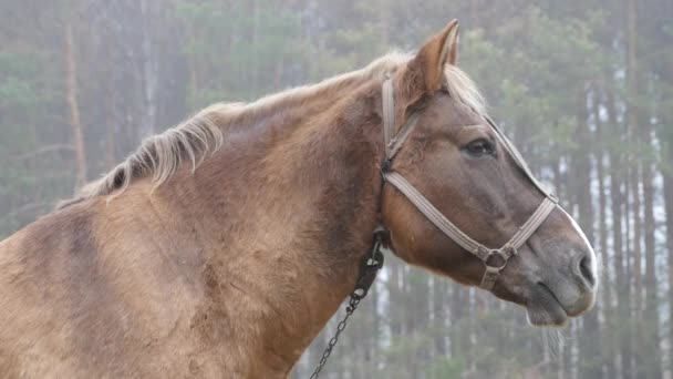 Um cavalo caminha no campo — Vídeo de Stock