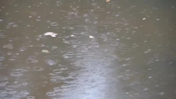 Des gouttes de neige dans la rivière — Video