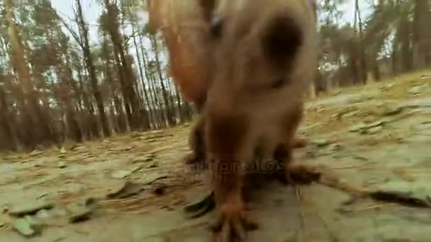 Pontas de cigarro na areia — Vídeo de Stock