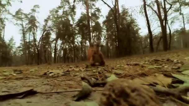 Pontas de cigarro na areia — Vídeo de Stock