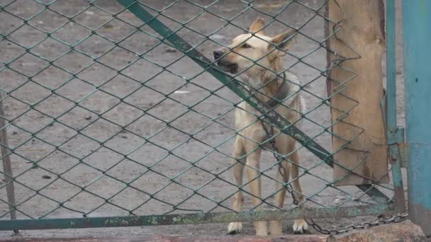 犬小屋。アヒル農場を守る犬. — ストック動画