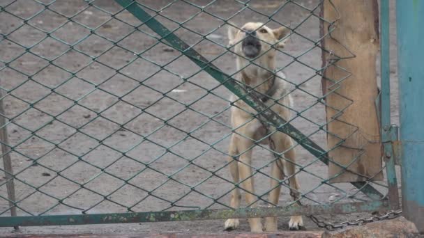 Hundehaus. Hund bewacht Entenfarm. — Stockvideo