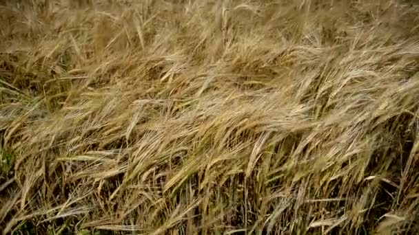 Campo de trigo. Orelhas de trigo . — Vídeo de Stock