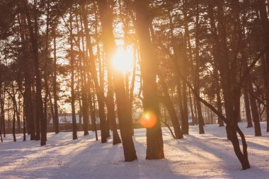 Winter park. Çam ormanı.