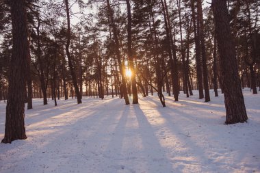 Winter park. Çam ormanı.