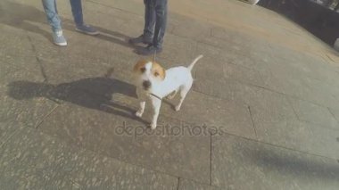 Köpek doğurmak korkunç. Köpek sokakta yürüyor