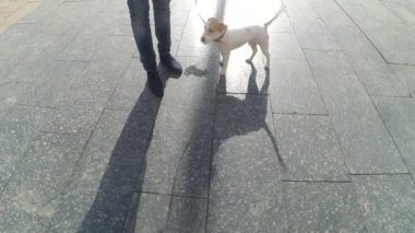 Köpek doğurmak korkunç. Köpek sokakta yürüyor
