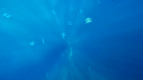 Morze Czerwone. Facet zdejmuje się podwodne. — Wideo stockowe