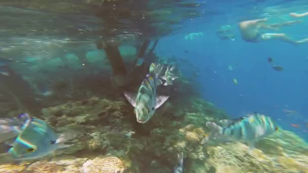 Mar Rojo. El tipo se quita bajo el agua. . — Vídeos de Stock