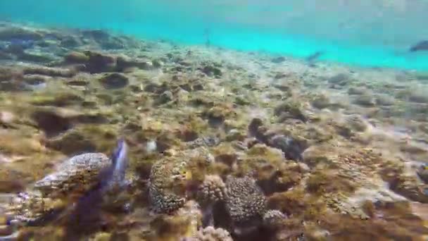 Mar Rojo. El tipo se quita bajo el agua. . — Vídeos de Stock