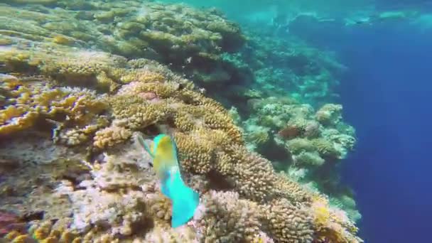 Red sea. The guy takes himself off underwater. — Stock Video