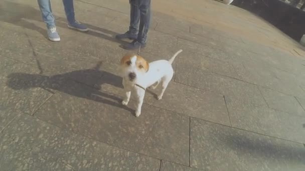 Kutya tenyészt terrier. A kutya sétál az utcán — Stock videók