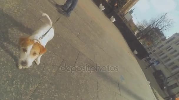 狗的品种梗。这只狗走在街上 — 图库视频影像