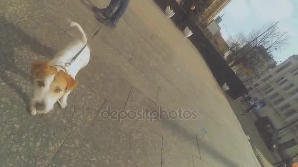 Anjing keturunan terrier. Anjing itu berjalan di jalan. — Stok Video