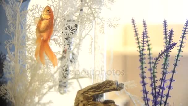 Goldfish floating in the aquarium — Stock Video