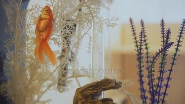 Золотые рыбки плавают в аквариуме — стоковое видео