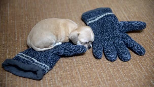 Chihuahua pup. Puppy slaapt op wollen handschoenen — Stockvideo