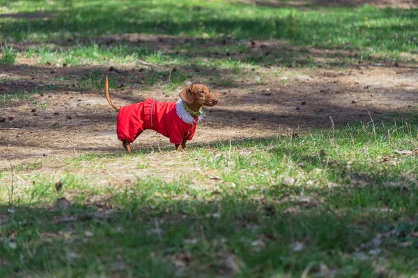 Paseo de perros. Dog Breeds Dachshund en ropa para perros —  Fotos de Stock