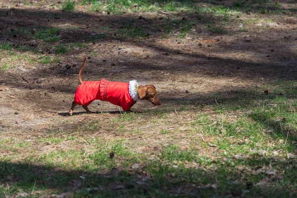 Pies chodzić. Pies rasy jamnik w ubrania dla psów — Zdjęcie stockowe
