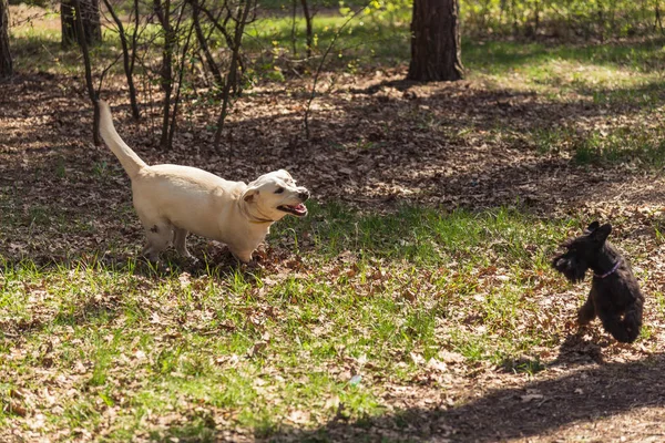 Pies chodzić. Pies Labrador gra z innego psa — Zdjęcie stockowe