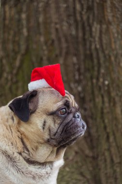 Yeni yıl. Pug doğurmak yeni yıl takım elbiseli bir köpek.