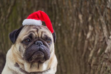 Yeni yıl. Pug doğurmak yeni yıl takım elbiseli bir köpek.