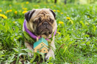 Gerçek arazi. Pug köpek küçük bir özel ev yatıyor.