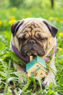 Gerçek arazi. Pug köpek küçük bir özel ev yatıyor.