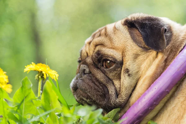 パグ犬種の犬。緑の芝生の上を歩く犬 — ストック写真